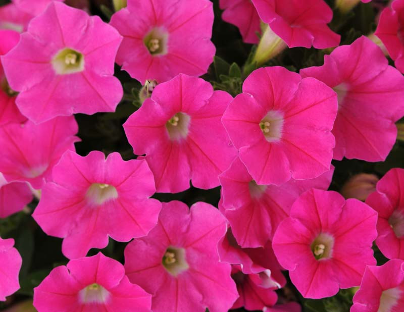 Petunia 'Shock Wave Rose'
